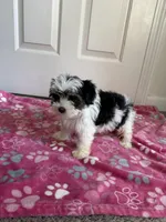 Girl 1, a female Yorkshire Terrier for sale in Ludlow, MA – Photo 3 of 3