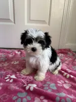 Girl 1, a female Yorkshire Terrier for sale in Ludlow, MA – Photo 2 of 3