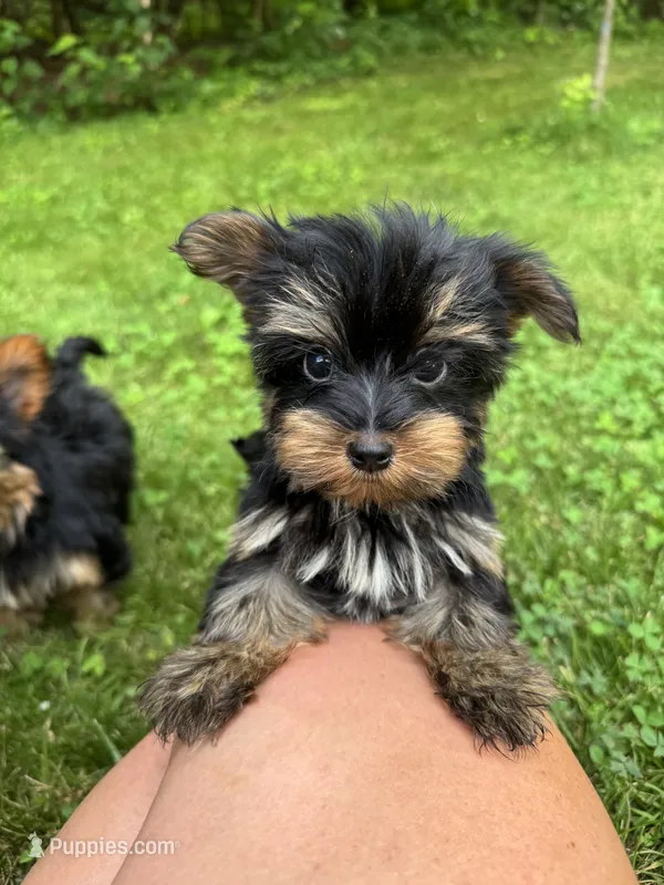 Minnie – Yorkshire Terrier puppy for sale in Ludlow, MA