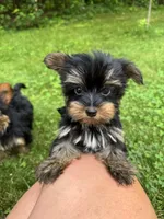 Minnie, a female Yorkshire Terrier for sale in Ludlow, MA – 1 of 5