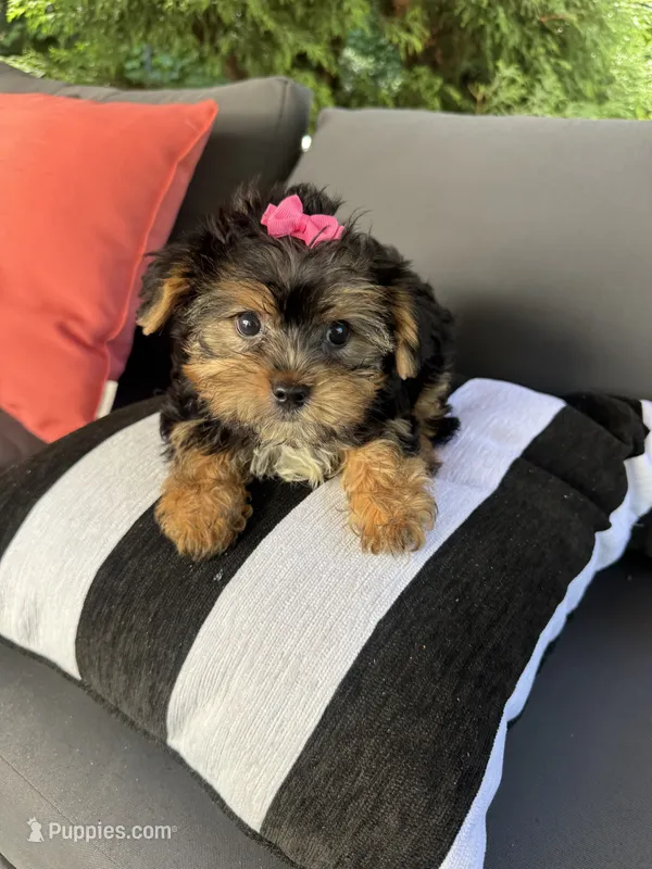 Susie  – Yorkshire Terrier puppy for sale in Ludlow, MA