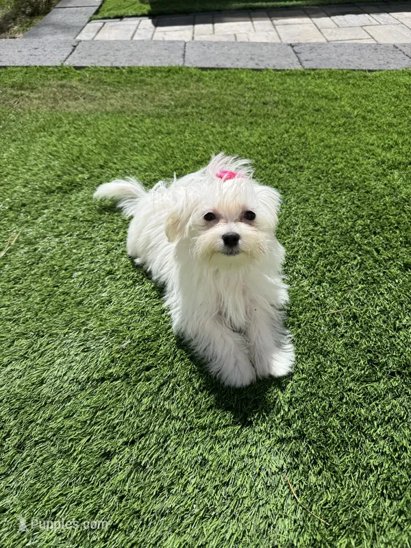 Maltese girl – Maltese puppy for sale in Ludlow, MA