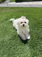 Maltese girl, a female Maltese for sale in Ludlow, MA – 1 of 1