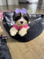 Layla, a female Yorkshire Terrier for sale in Ludlow, MA – 3 of 3
