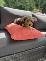 Zoe, a female Yorkshire Terrier for sale in Ludlow, MA – 3 of 3