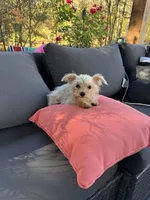 Tiny Max. 3 lb, a male Maltese and Yorkshire Terrier for sale in Ludlow, MA – 4 of 4