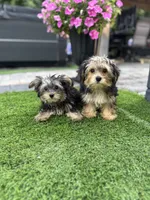Oscar, a male Yorkshire Terrier for sale in Ludlow, MA – 3 of 3