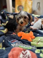 Twix, a male Yorkshire Terrier for sale in Ludlow, MA – 4 of 5