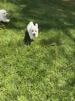 Girl 1, a female Maltese for sale in Ludlow, MA – Photo 3 of 3