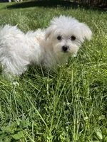 Girl 1, a female Maltese for sale in Ludlow, MA – Photo 2 of 3