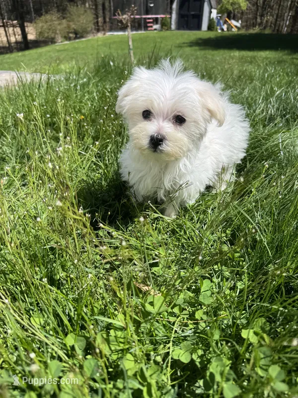 Girl 1 – Maltese puppy for sale in Ludlow, MA
