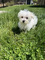 Girl 1, a female Maltese for sale in Ludlow, MA – Photo 1 of 3
