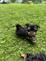 Minnie, a female Yorkshire Terrier for sale in Ludlow, MA – 4 of 5