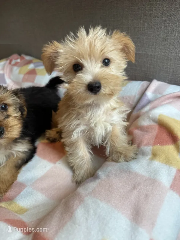 Blonde Yorkie girl  – Yorkshire Terrier puppy for sale in Ludlow, MA