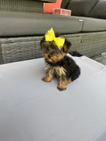 Molly, a female Yorkshire Terrier for sale in Ludlow, MA – 3 of 3