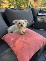 Tiny Max. 3 lb, a male Maltese and Yorkshire Terrier for sale in Ludlow, MA – 3 of 4