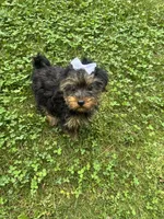 Tillie, a female Yorkshire Terrier for sale in Ludlow, MA – 2 of 2