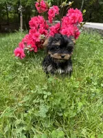 Rosie, a female Yorkshire Terrier for sale in Ludlow, MA – 3 of 6
