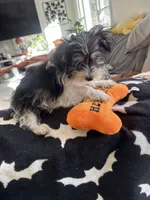 Dexter, a male Yorkshire Terrier for sale in Ludlow, MA – 4 of 5