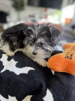 Dexter, a male Yorkshire Terrier for sale in Ludlow, MA – 5 of 5