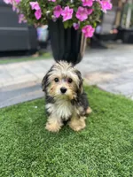 Jimmy, a male Yorkshire Terrier for sale in Ludlow, MA – 2 of 3