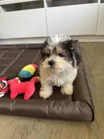 Girl 1, a female Maltese and Yorkshire Terrier for sale in Ludlow, MA – 3 of 3