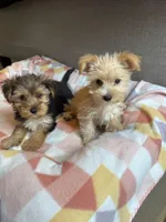 Blonde Yorkie girl , a female Yorkshire Terrier for sale in Ludlow, MA – 2 of 2