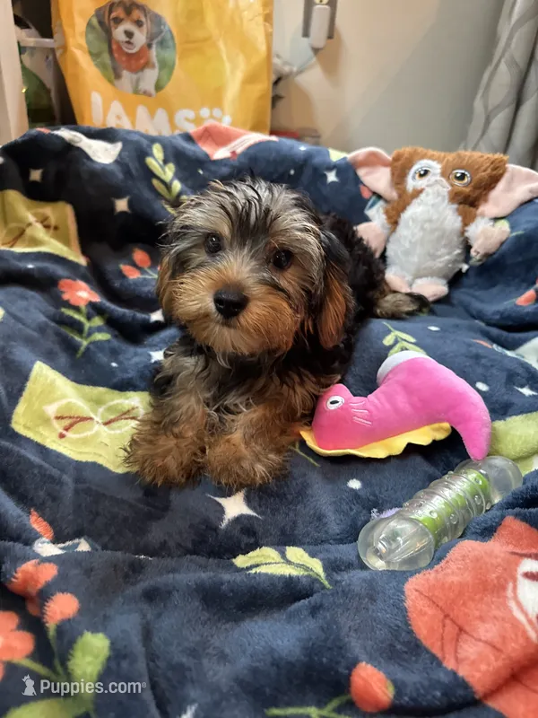 Royce  – Yorkshire Terrier puppy for sale in Ludlow, MA