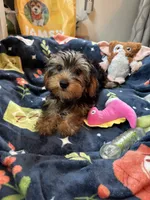 Royce , a male Yorkshire Terrier for sale in Ludlow, MA – 1 of 4