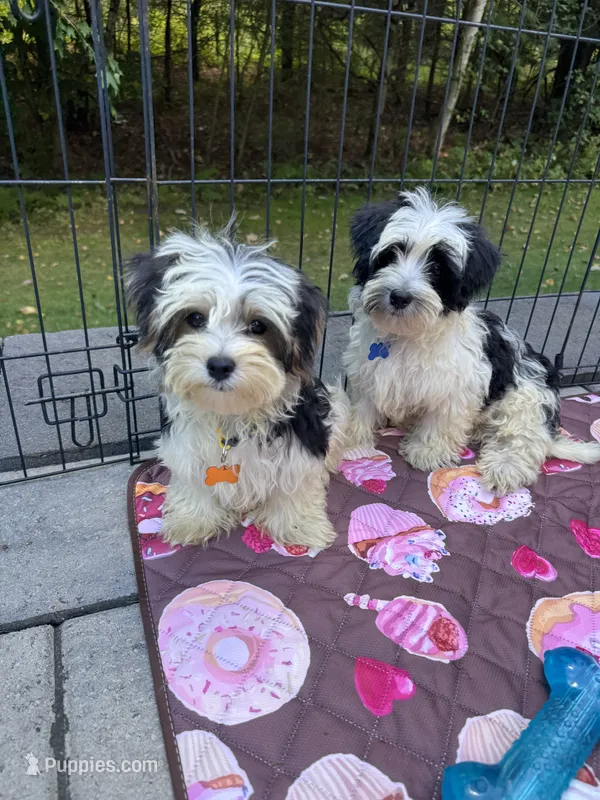 Louie – Maltese, Yorkshire Terrier puppy for sale in Ludlow, MA
