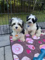 Yellow, a male Maltese and Yorkshire Terrier for sale in Ludlow, MA – 4 of 5