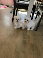 Girl 2, a female Maltese for sale in Ludlow, MA – Photo 2 of 3