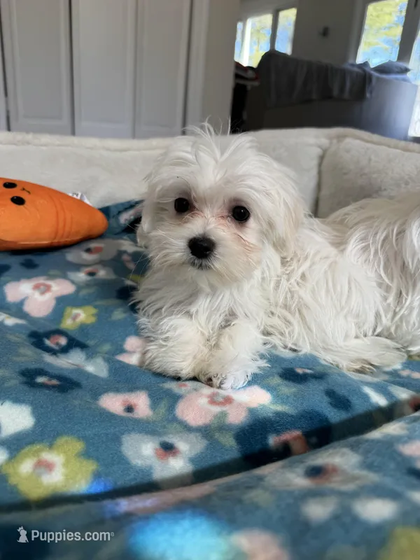 Girl 2 – Maltese puppy for sale in Ludlow, MA