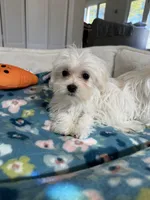 Girl 2, a female Maltese for sale in Ludlow, MA – Photo 1 of 3