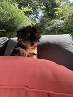 Snoopy, a male Yorkshire Terrier for sale in Ludlow, MA – 5 of 6