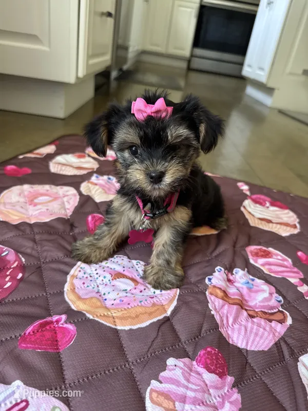 Pink girl – Yorkshire Terrier puppy for sale in Ludlow, MA