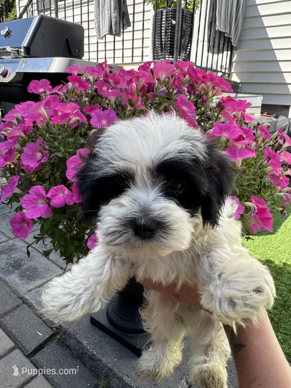 Oreo , a male Maltese and Yorkshire Terrier for sale in Ludlow, MA – 1 of 5