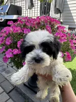 Oreo , a male Maltese and Yorkshire Terrier for sale in Ludlow, MA – 1 of 5