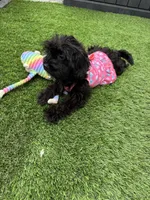 Maizee, a female Yorkshire Terrier and Poodle - Toy  for sale in Ludlow, MA – 2 of 5