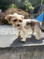 Serena, a female Yorkshire Terrier for sale in Ludlow, MA – 2 of 3