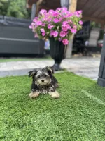 Oscar, a male Yorkshire Terrier for sale in Ludlow, MA – 1 of 3