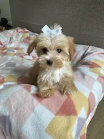 Tiny blonde Yorkie girl , a female Yorkshire Terrier for sale in Ludlow, MA – 1 of 3