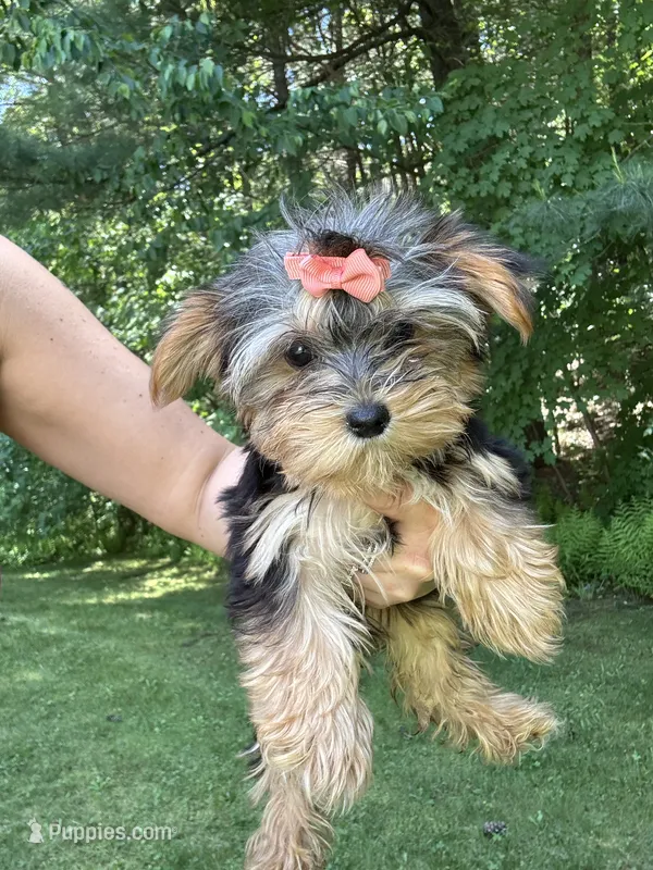 Lily – Yorkshire Terrier puppy for sale in Ludlow, MA