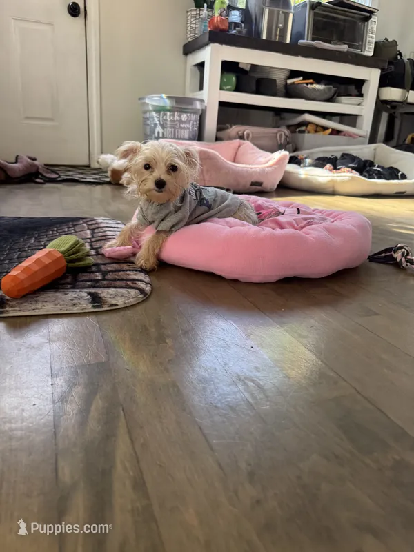 Max 3 lb – Maltese, Yorkshire Terrier puppy for sale in Ludlow, MA