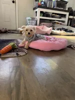 Max, a male Maltese and Yorkshire Terrier for sale in Ludlow, MA – 2 of 7