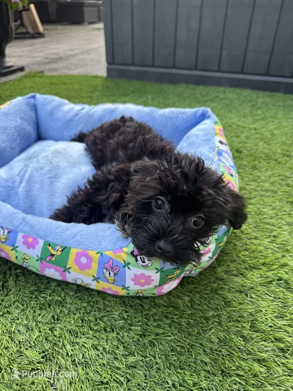 Maize – Yorkshire Terrier, Poodle - Toy  puppy for sale in Ludlow, MA