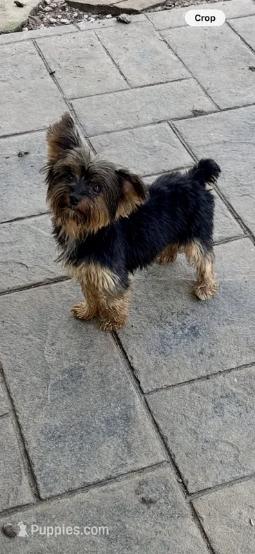AKC FEMALE – Yorkshire Terrier puppy for sale in Ludlow, MA