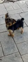 AKC FEMALE, a female Yorkshire Terrier for sale in Ludlow, MA – 1 of 1