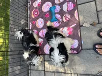Yellow, a male Maltese and Yorkshire Terrier for sale in Ludlow, MA – 2 of 5