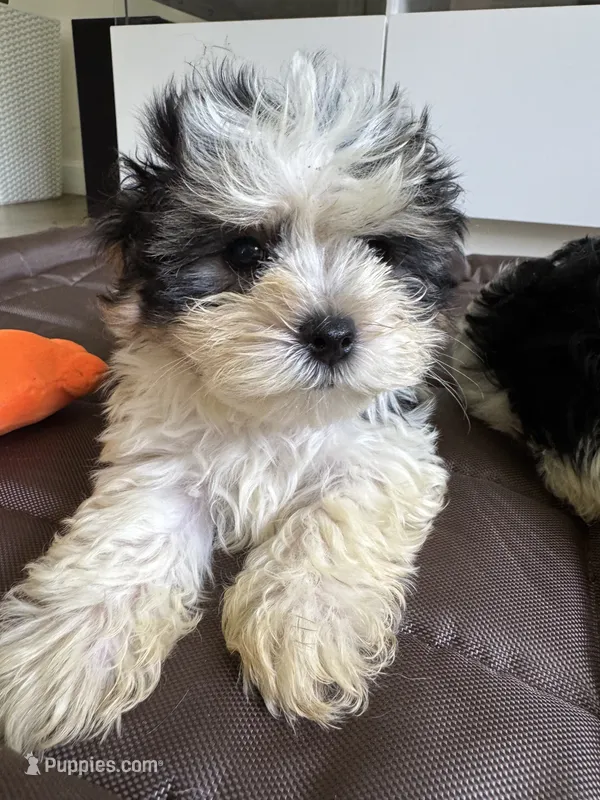 Boy 1 – Maltese, Yorkshire Terrier puppy for sale in Ludlow, MA
